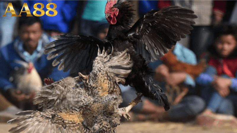 Không Bao Giờ Đặt Cược Theo Cảm Xúc