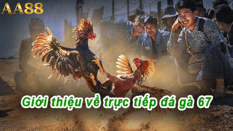 Sự phát triển của gà đá ở Việt Nam