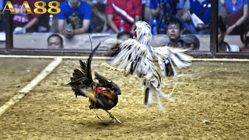 Những thể thức thi đấu trong đá gà