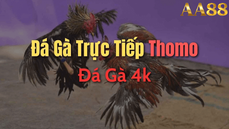 Trực tiếp đá gà c1 tại aa88